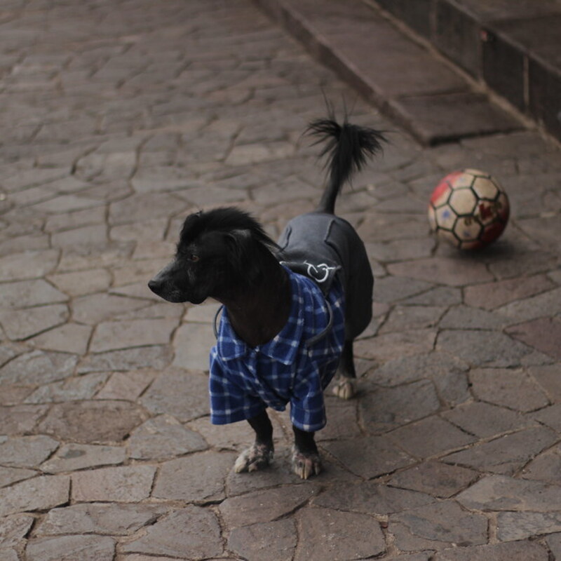 Peruvian dog - Ollantaytambo