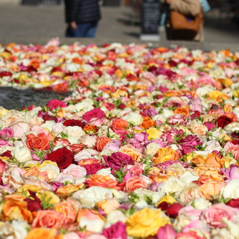 No roses without thorns @ Münsterhof - Zurich