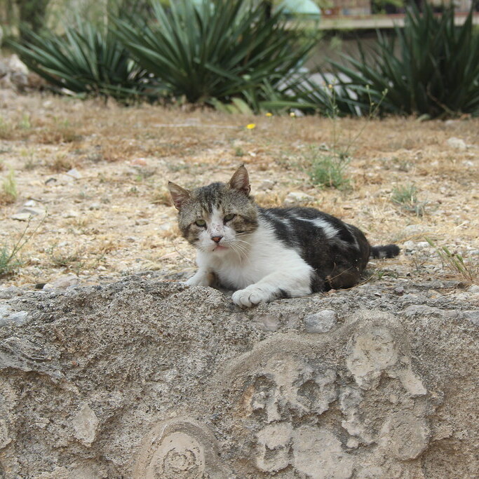 Catus Tarraconensis - Tarragona